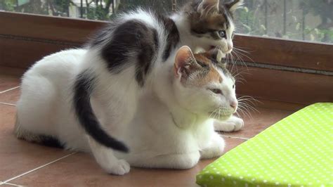 A very patient mother cat with 5 crazy active kittens !! - Cat Empire