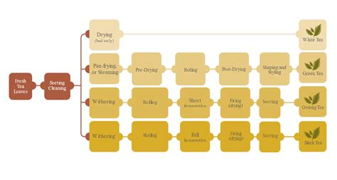 Tea Manufacturing Process Sri Lanka: Best 06 Step Guide 2024