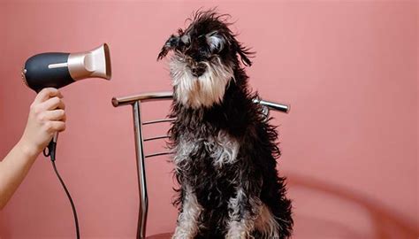 How to Dry a Dog After Bathing (Using Pet Towel, Hairdryer or Pet Dryer)