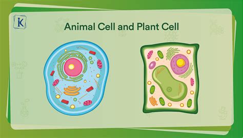 Cell and Its Types - Understanding Structure and Functions of a Cell