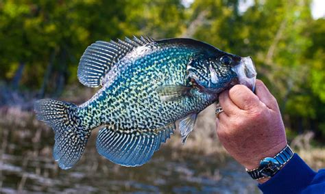 The 4 Best Fish to Catch in Indiana This Summer - AZ Animals