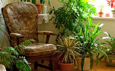 7 indoor plants that greenery around you | Houseplants - Naturebring