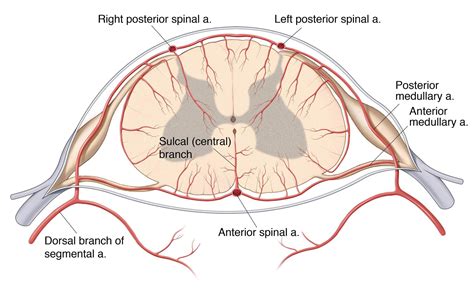 Operative Spinal Cord Anatomy | The Neurosurgical Atlas, by Aaron Cohen ...