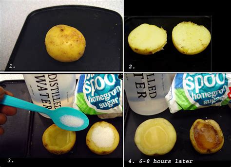 Scientific Videos: Osmosis Potato Experiment