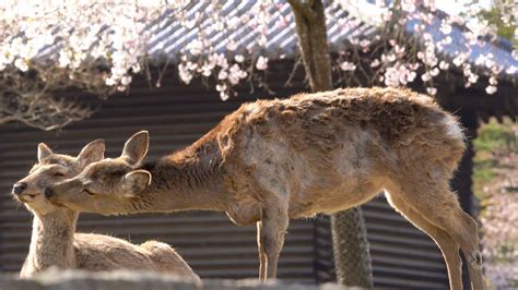 Nara’s Top Cherry Blossom Sites | Nippon.com