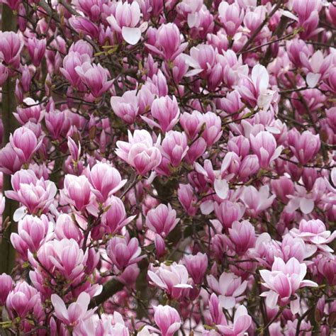 Magnolia grandiflora ou Magnolio tree care - Il Giardino Commestible