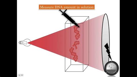 Measure DNA by spectrophotometer - YouTube