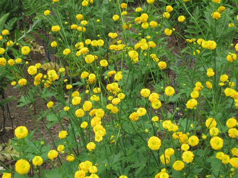 Bachelor Buttons - Flower - Yellow - Perennial | Button flowers ...