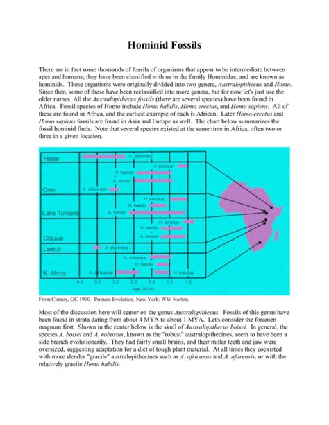 Hominid Fossils