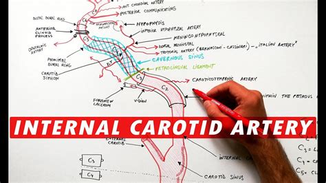 Internal Carotid Artery - Segments & Branches - YouTube