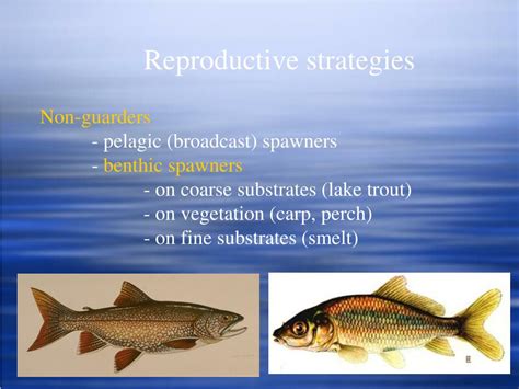 PPT - Reproduction in Fishes PowerPoint Presentation, free download ...