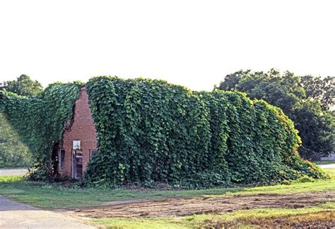 Kudzu Vine devours a building. Kudzu introduced in south USA from Asia ...