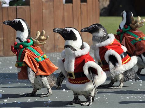 Penguins on Parade - Photo 5 - Pictures - CBS News