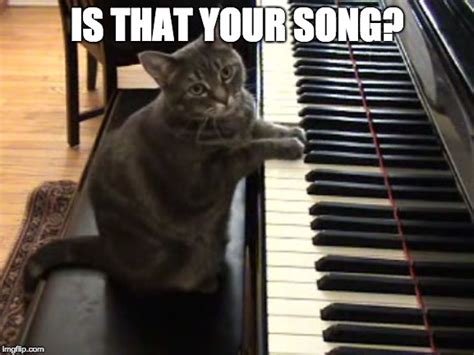 cat piano - Imgflip