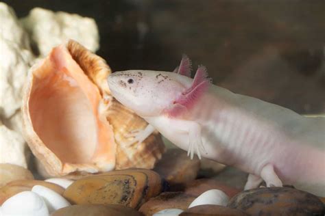 Axolotl Food: 11 Types They Can And 7 Types They Cannot Eat - Betta ...