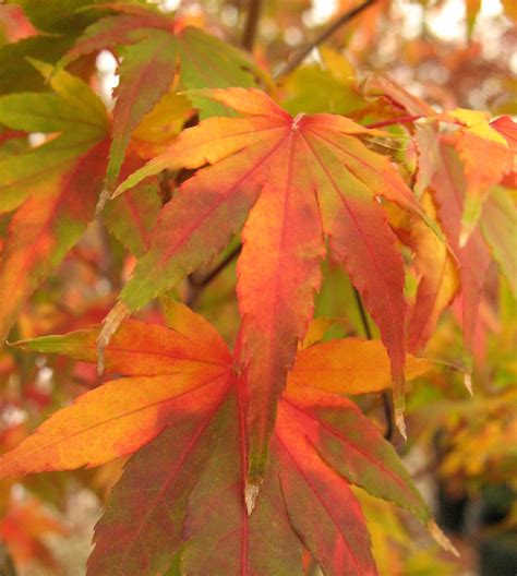 Japanese Maple Colors | The World's Best Gardening Blog