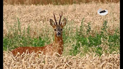 Roebuck hunting in July 2021 - YouTube