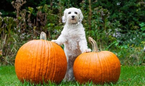 9 Surprising Health Benefits of Pumpkin for Dogs - Shed Happens