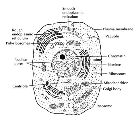 Describe the structure of cell.