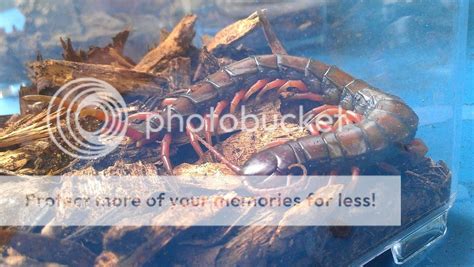 Scolopendra subspinipes subspinipes | Arachnoboards