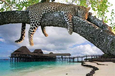 9 Days Tanzania Zanzibar Big Five and Beach Safari Holidays - Eminent ...