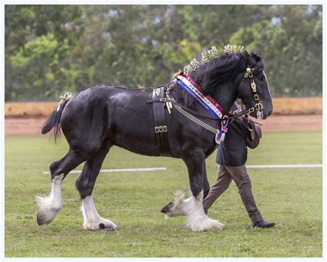 Stallion at Stud - Drayhorse Shires Australia - Ingleside Remarkable