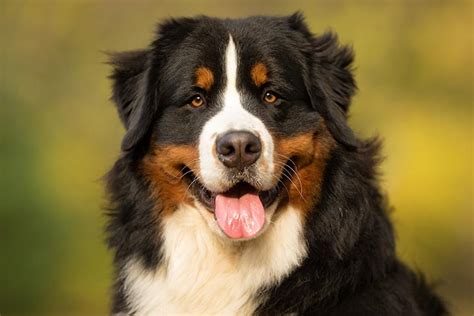 Are Bernese Mountain Dogs Good Family Pets