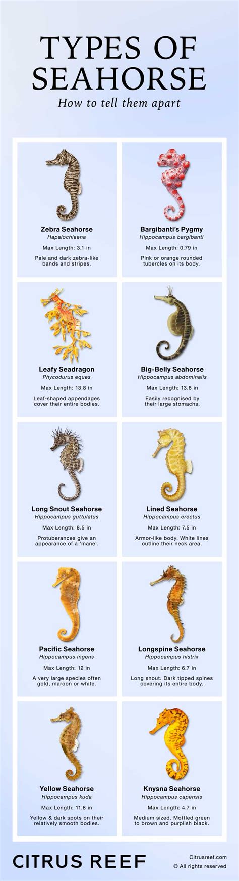 Common Seahorse (Hippocampus Kuda) Dimensions Drawings, 60% OFF