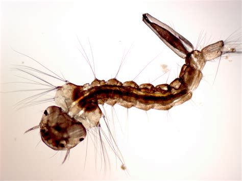 Mosquito larvae