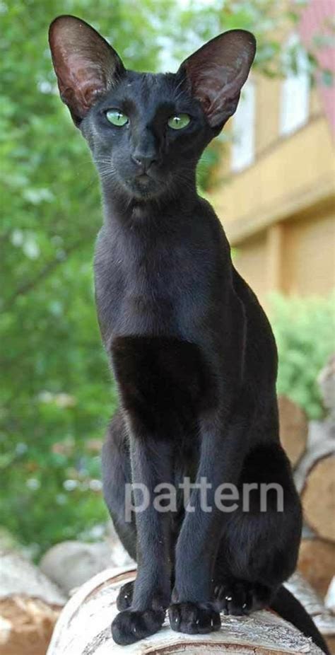 Black Oriental Shorthair Cross Stitch Pattern, Black Cat, Pattern ...