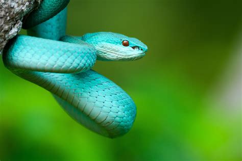 Emerald Green Pit Viper Snake - File Trimeresurus Gumprechti Gumprecht ...