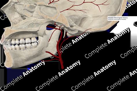 Middle Meningeal Artery | Complete Anatomy