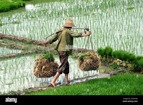 paddy farmer on a rice field in China, China Stock Photo - Alamy