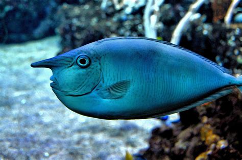 The Unicorn fish looks really goofy : r/TheDepthsBelow