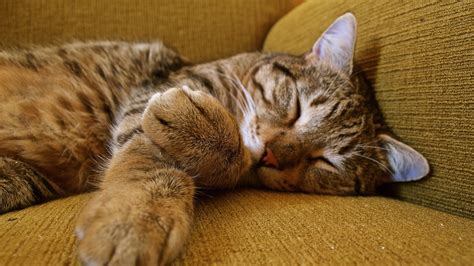 1920x1080 Resolution cat, sleeping, tabby 1080P Laptop Full HD ...