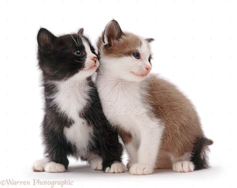 Black-and-white and brown-and-white kittens photo WP32041