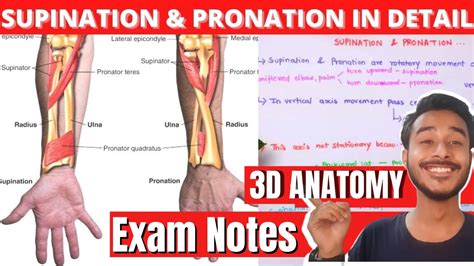 Supination and pronation of hand Anatomy - YouTube