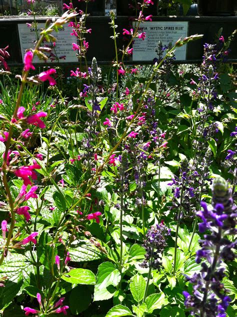 Salvia is drought-tolerant, beautiful and attracts butterflies. Salvia ...