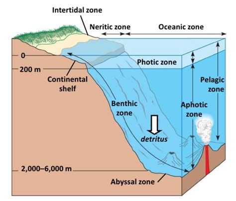 What are the major characteristics of the abyssal zone? | Socratic