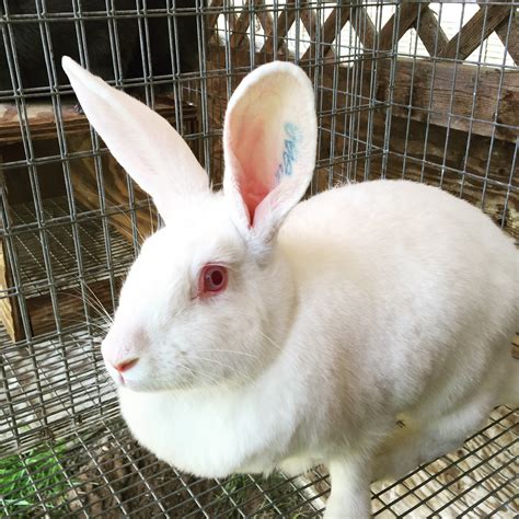 American Rabbit - The Livestock Conservancy