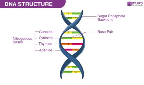 What Is DNA?- Meaning, DNA Types, Structure and Functions