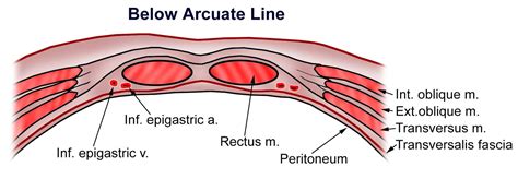 Rectus Sheath | Medical Junction