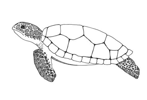 Turtle Outline Clipart