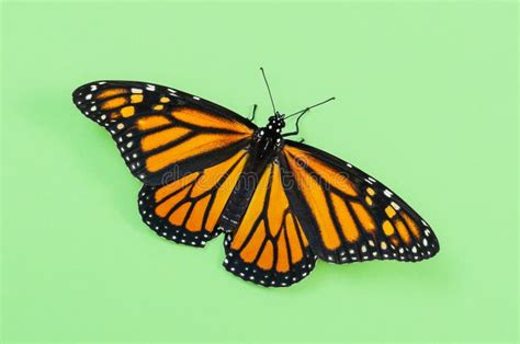 Monarch Butterfly Wings Open On Green Background Stock Image - Image of ...