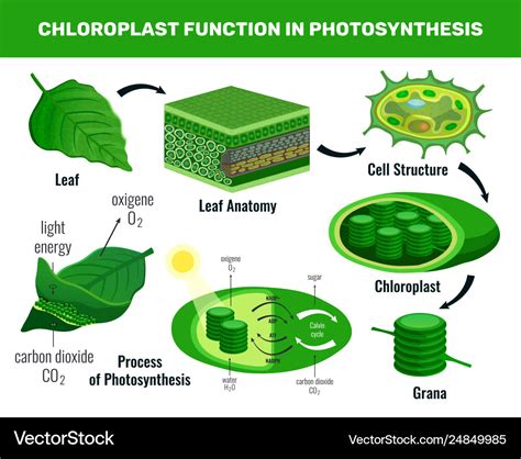 Chloroplast Function