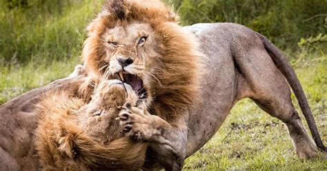 Amazing photos show huge male lion get another in HEADLOCK during ...