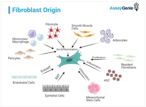 Fibroblast Markers - Assay Genie