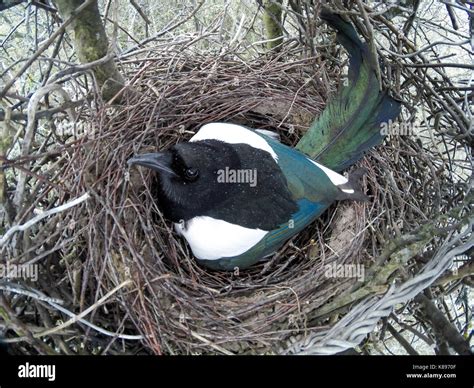 Das Nest der Elster (Pica Pica) in der Natur Stockfotografie - Alamy