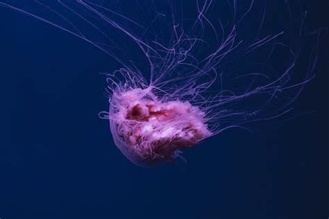 Purple Jellyfish · Free Stock Photo