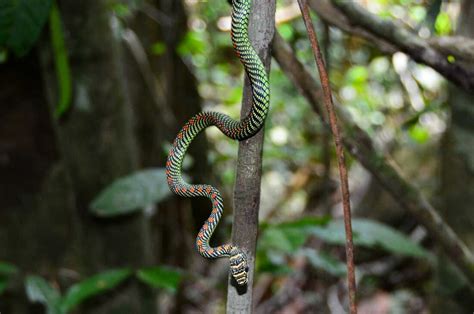 Flying Snakes Can Travel Remarkable Distances, Now Scientists Know How ...